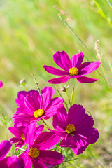 Fototapeta premium Smmer meadow with pink fresh cosmos flowers