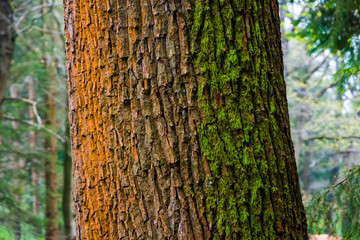 Three colored stem of oak tree orange white green moss