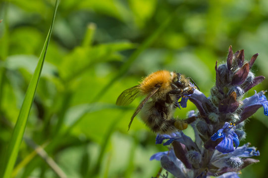 Bumble and lungwort