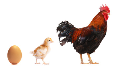 Egg, chicken and rooster isolated on white background
