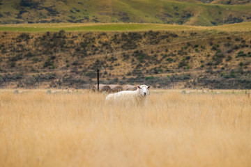 Flock of Sheep, New Zealand	