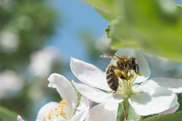 bee and apple blossom