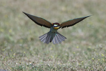 European bee-eater (Merops apiaster)