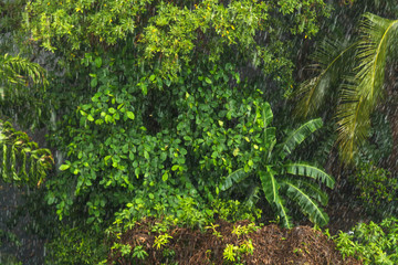 Fototapeta na wymiar Rain in tropical forest in the rainy season