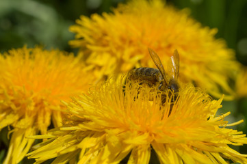 yellow flower and a bee collecting honey