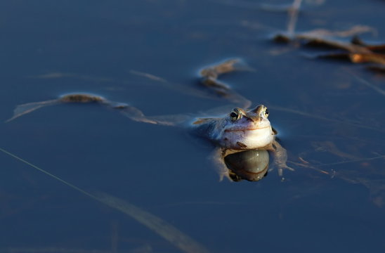 Rana arvalis. Frog resting on the water