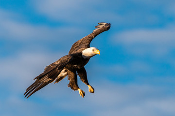 Bald Eagles on the James River