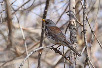 Turdus pilaris. Thrush among the branches closeup
