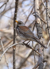 Thrush among the branches closeup