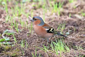 Fringilla coelebs. The male bird closeup