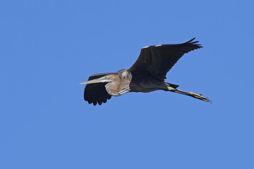 Purple heron (Ardea purpurea)