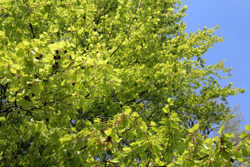 Fototapeta premium frühling