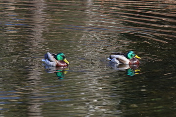 Drakes of ordinary Mallard ducks swimming in a pond