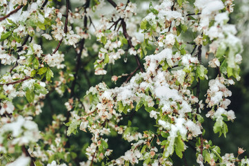 Snow on the blossoming cherry tree. Weather anomalies. Freezing in the spring. Poor harvest.central Europe 