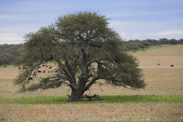 Calden, árbol autoctono de Argentina presentes en los bosques pampeanos.