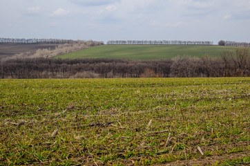 Green field of wheat on spring