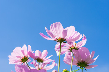 Smmer bright blue sky with pink fresh cosmos flowers