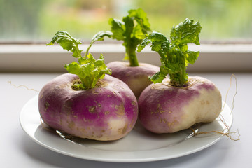 Closeup of three organic purple turnips with leaves on a white plate against a kitchen window