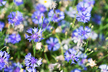 Blue fresh corflower flowers meadow field with fresh green grass