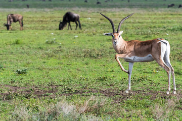 ANTILOPE STARTLED