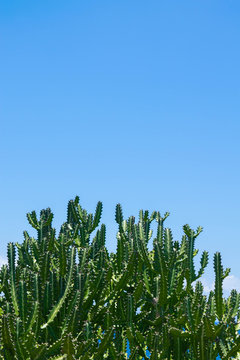 Cactus and blue sky