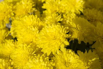 Yellow Flowers