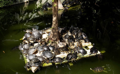 Turtles in a pond