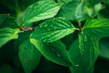 Fototapeta na wymiar Green leaves after rain.Drops 