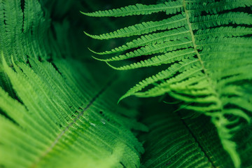 Leaves of the fern. background