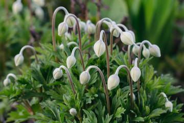 Fototapeta premium Anemone sylvestris. Snow-white buds of flowers against the background of green leaves.