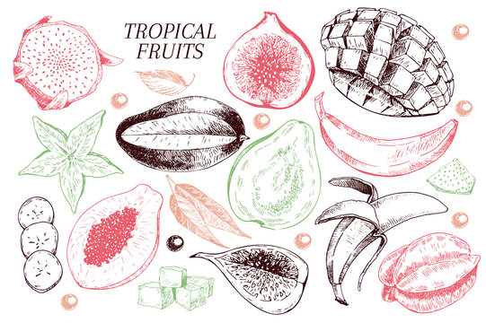 Vector hand drawn exotic fruits. Engraved smoothie bowl ingredients. Tropical sweet food. Carambola, guava, papaya, fig, mango, banana, acai, pitaya, coconut