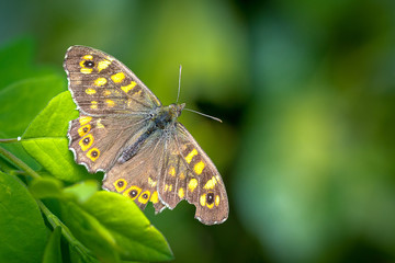 un papillon en gros plan , le tircis Pararge aegeria tircis