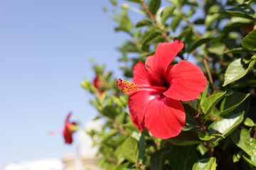 Obraz premium Hibiscus flower in garden