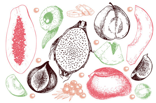 Vector hand drawn exotic fruits. Engraved smoothie bowl ingredients. Tropical sweet food. Carambola, guava, papaya, fig, mango, banana, acai, pitaya, lychee