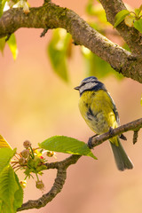 Fototapeta premium Single colorful blue tit bird on cherry tree branch
