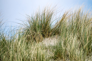 Fototapeta premium gräser auf einer düne am strand