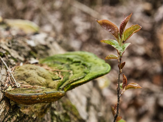 Green leaves blossomed on the young branch of a tree.