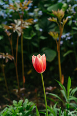 A flower of a red tulip on a blurred background of other flowers.