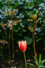 A flower of a red tulip on a blurred background of other flowers.