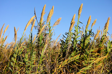 Phragmites against blue sky