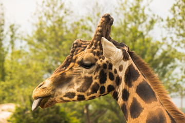 giraffe's close up