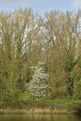 Arbre à fleurs blanches dans la végétation sauvage le long de l'étang du parc des Sources à Woluwe-St-Pierre