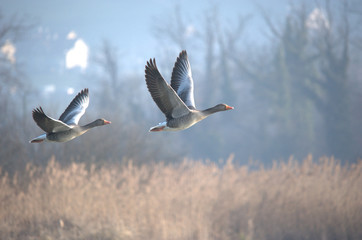 Graugänse beim Fliegen