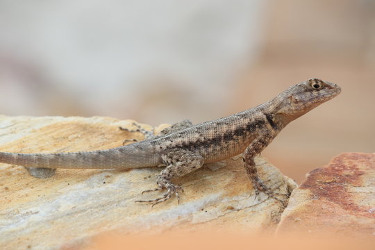 small lizard without tail