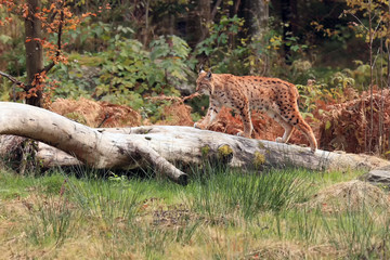 Fototapeta na wymiar The Eurasian lynx (Lynx lynx) walking on the dry trunk in the woods