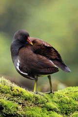 The common moorhen (Gallinula chloropus) also known as the swamp chicken sitting on the trunk with moss