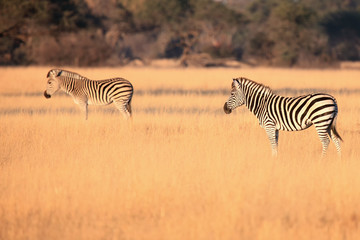 Fototapeta na wymiar The plains zebra (Equus quagga, formerly Equus burchellii), also known as the common zebra or Burchell's zebra, zebras in yellow grass