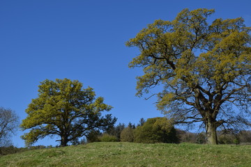 Sunny day in the country