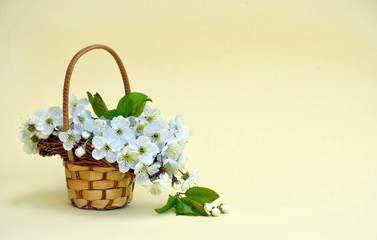 Fototapeta na wymiar Cherry flowers in a decorative small basket. Spring background.
