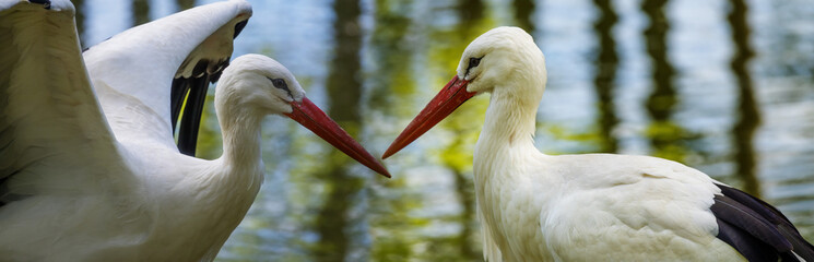 white storks (Ciconia ciconia)